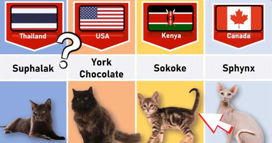 Which Country Cat Breed Are You? 🐱🌏